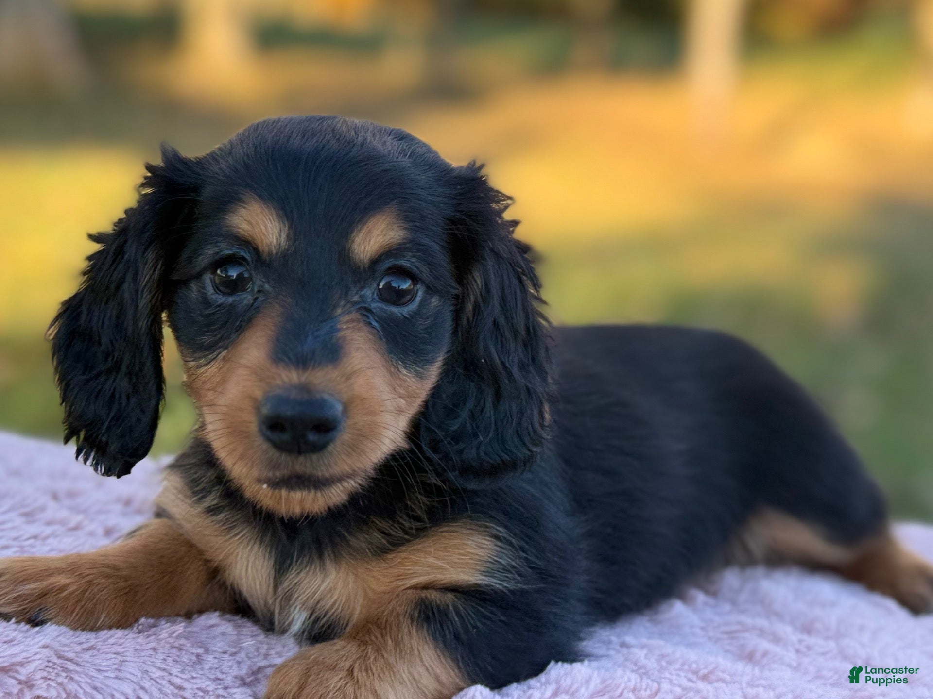 Miniature Dachshund dogs for sale: Ellie - Ad 1