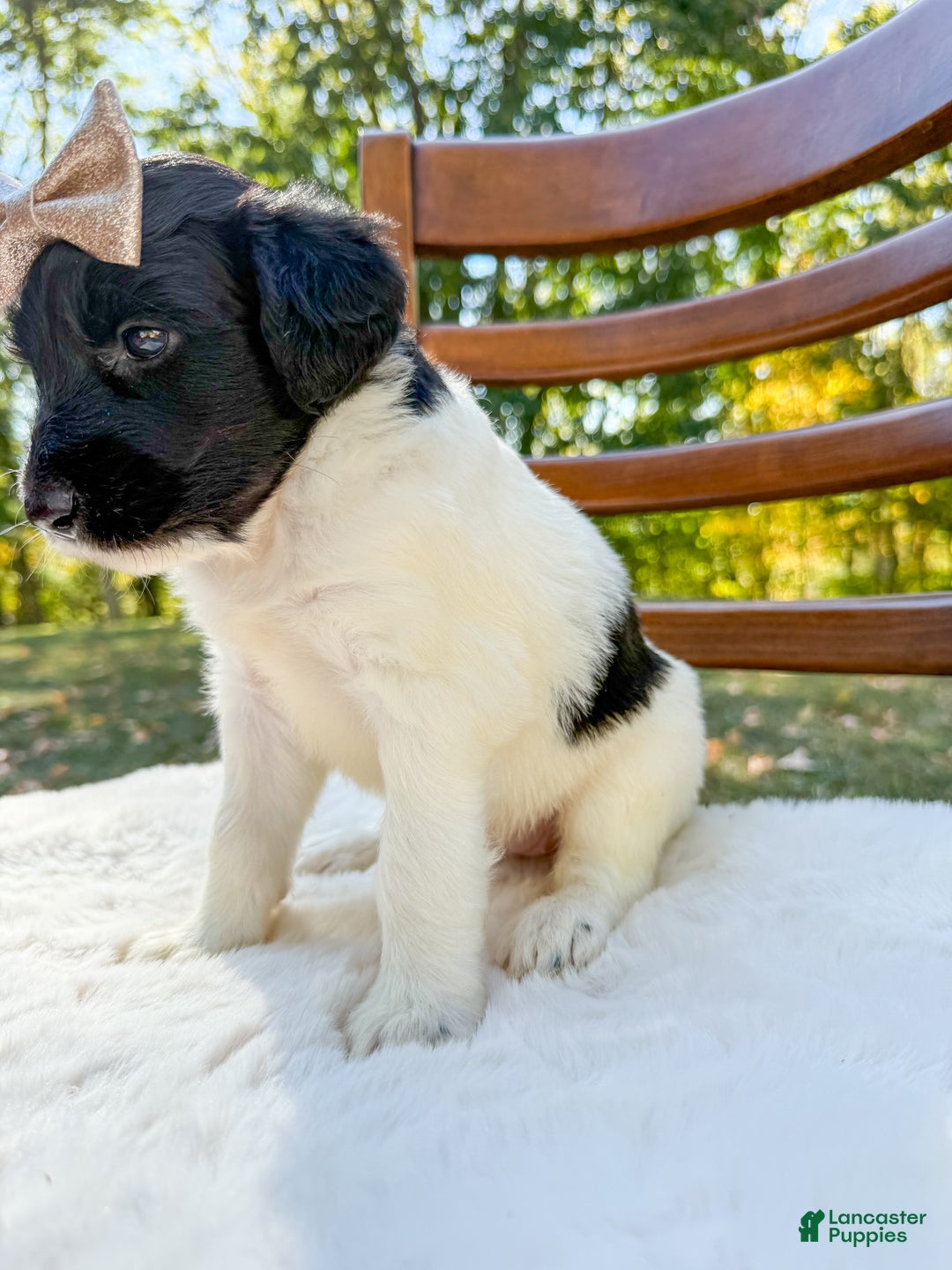 Saint Berdoodles dogs for sale: Rowan - Ad 5