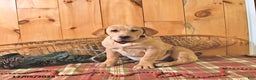 Labrador Retriever dogs for sale: Sunshine - Ad 1