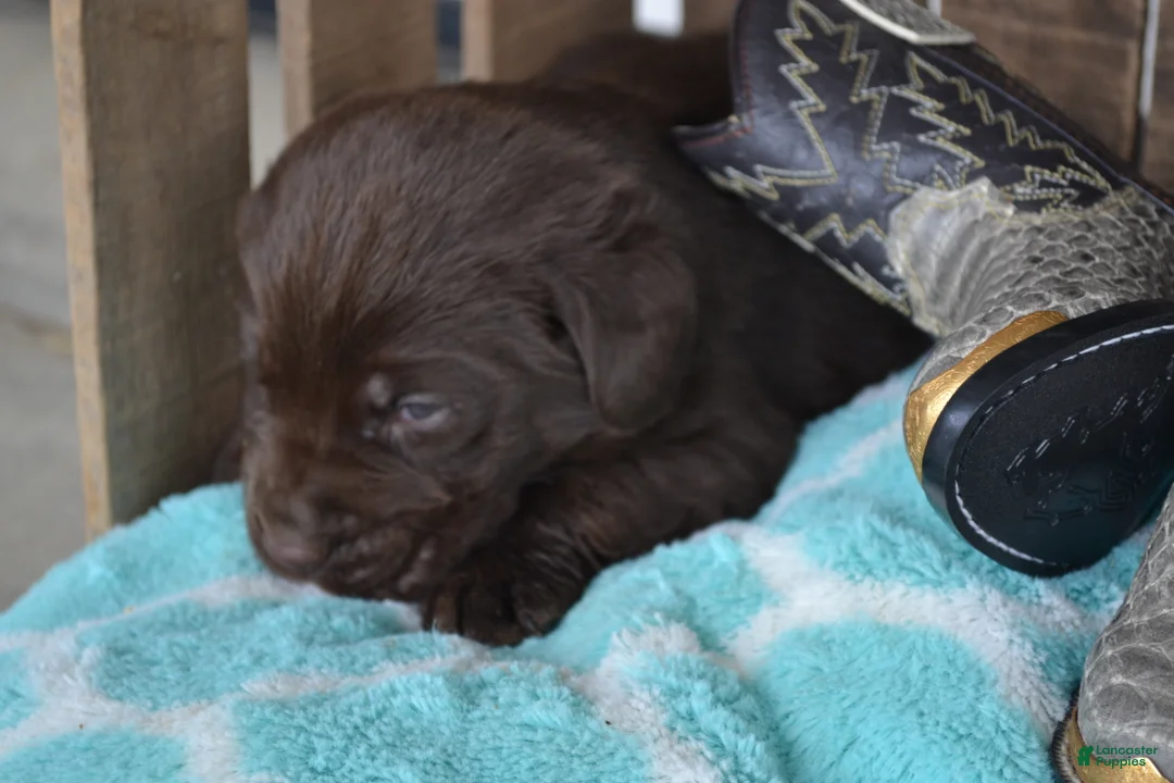 Labrador Retriever dogs for sale: Lanson - Ad 2