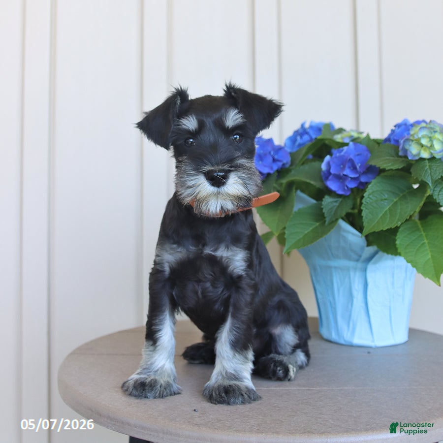 Miniature Schnauzer dogs Jefferson - Ad 1