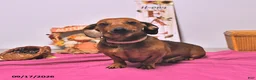 Dachshund dogs for sale: Mitch - Ad 6