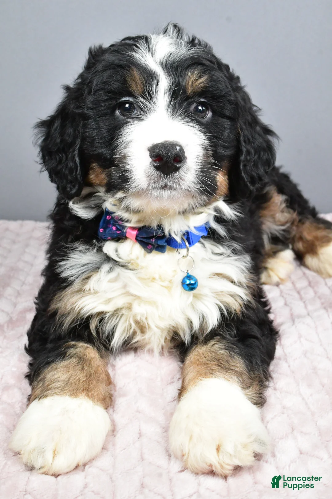 Mini Bernedoodle dogs for sale: Bryce - Ad 3
