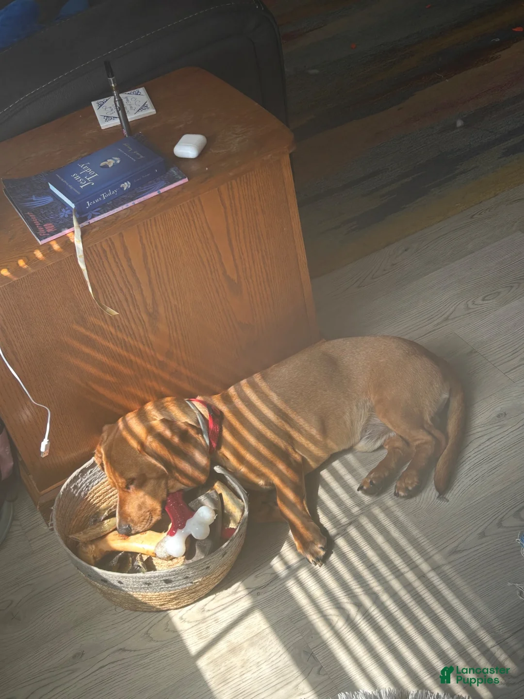 Dachshund dogs for stud: Copper and who? - Ad 5