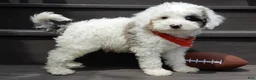 Sheepadoodle dogs for sale: Tucker-MEDIUM - Ad 4