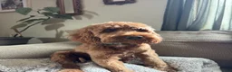 Cockapoo dogs for sale: Sitka  - Ad 4