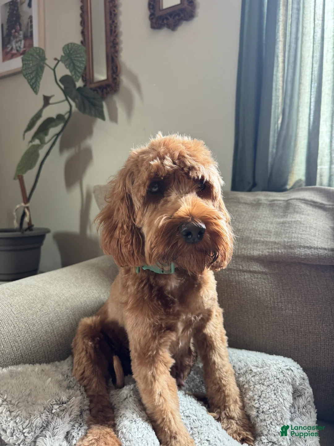 Cockapoo dogs for sale: Sitka  - Ad 4