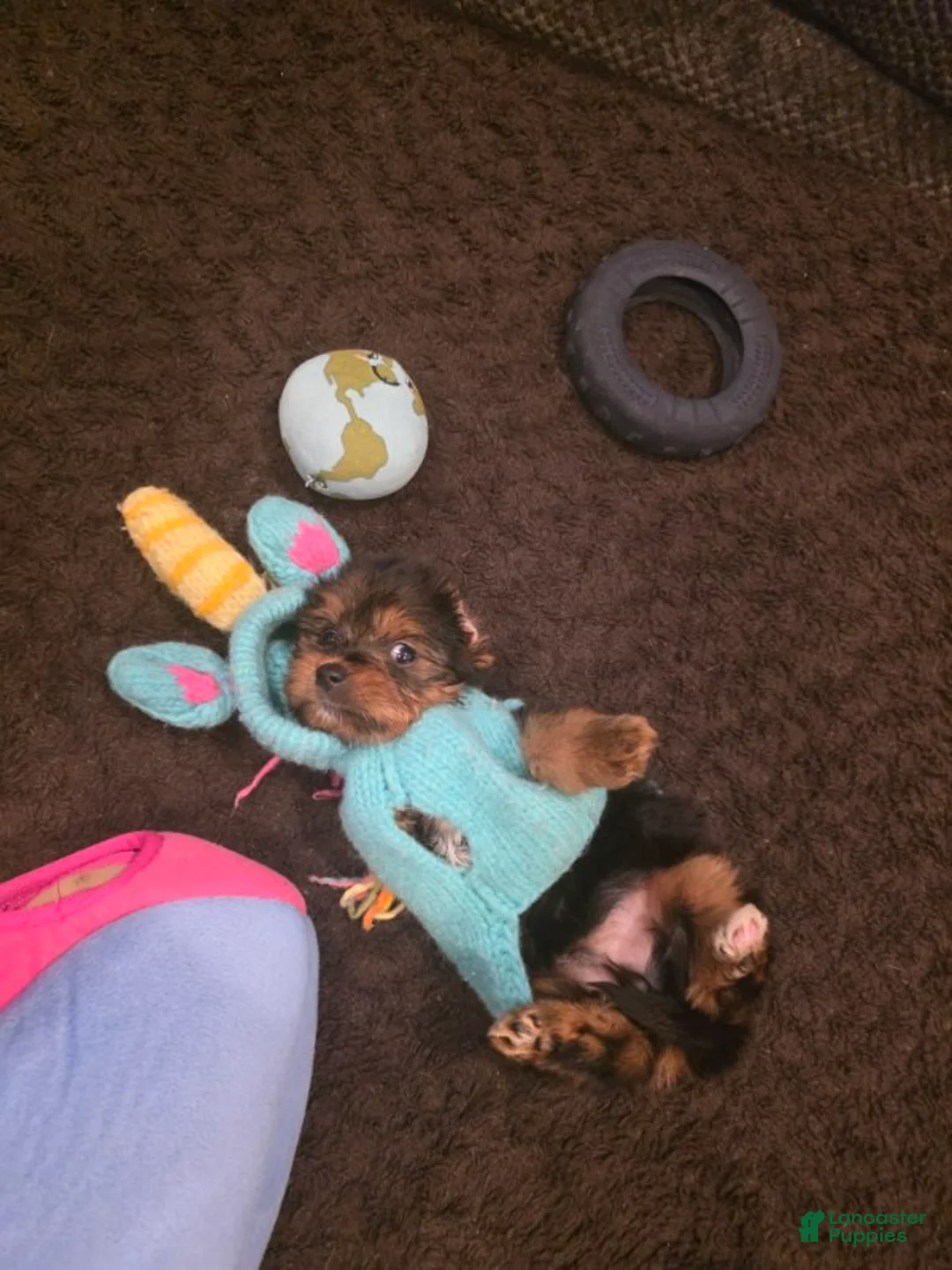 Yorkshire Terrier dogs for sale: Selena  - Ad 3