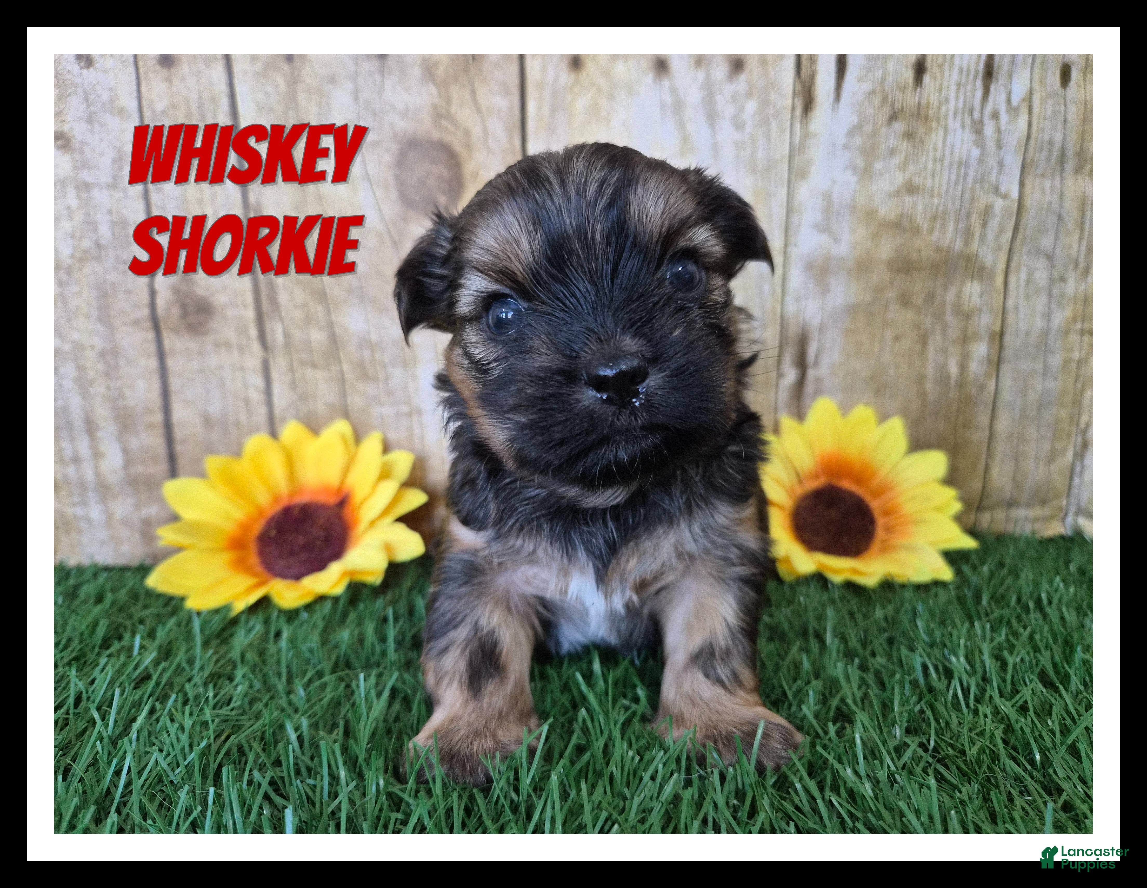 Shorkie dogs Whiskey - Ad 12
