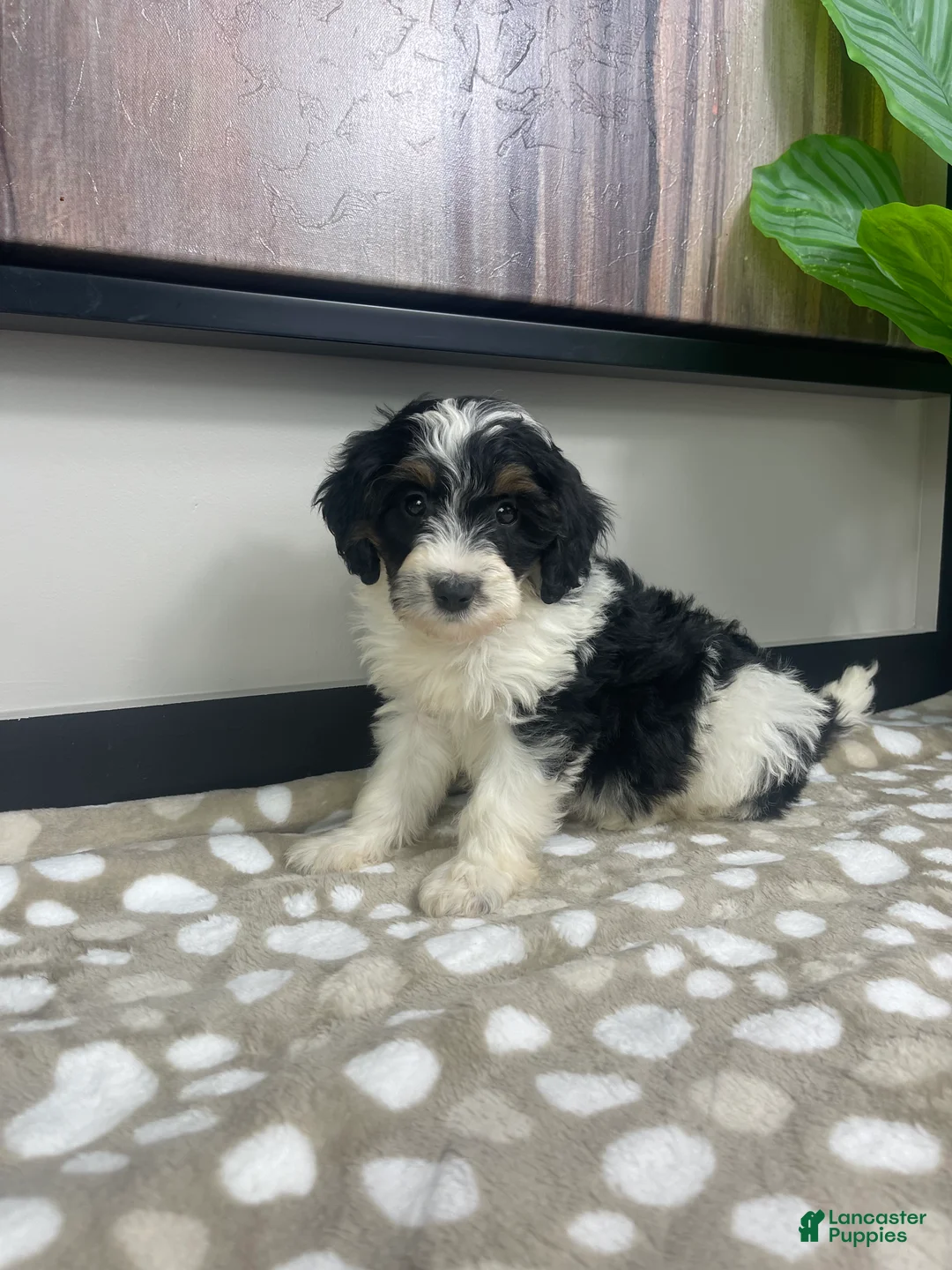 Mini Bernedoodle dogs for sale: Bronx - Ad 4