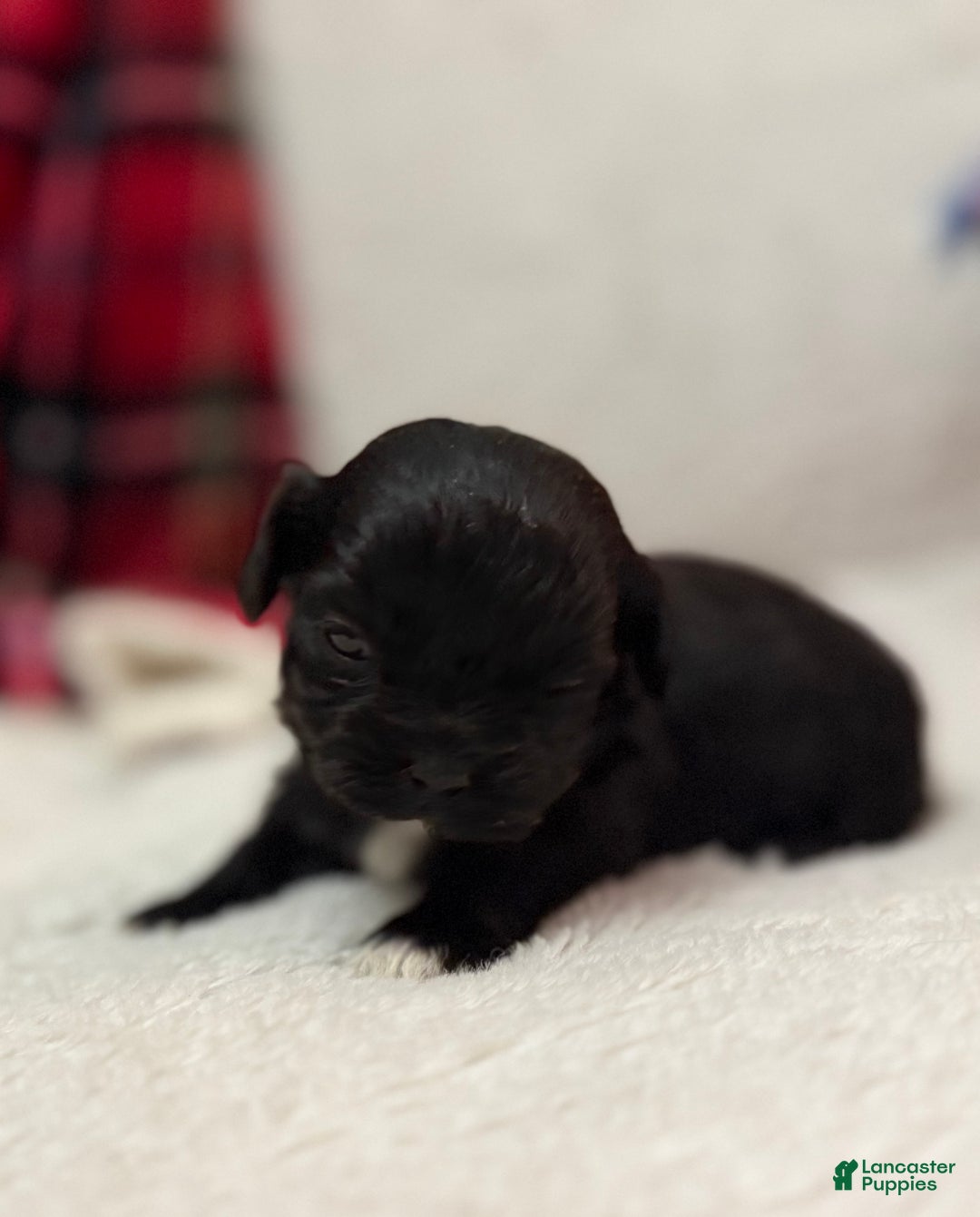 Shihpoo dogs for sale: Luna - Ad 2