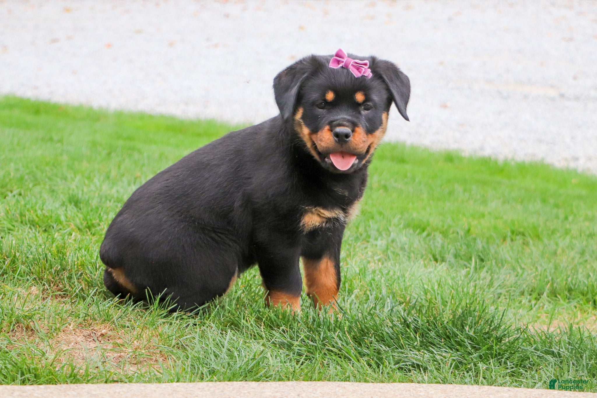 Rottweiler dogs Mia - Ad 2