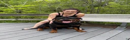 Rottweiler dogs for stud: Akc pedigree Stud - Ad 15