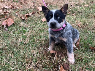 Australian Cattle Dog dogs Molly Mae - Ad 34