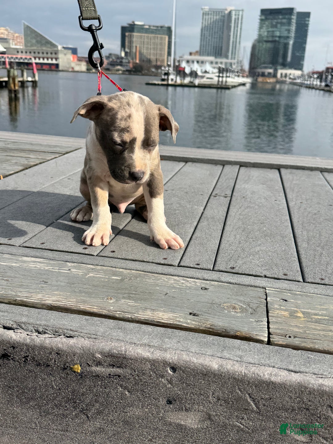 American Bully dogs for sale: Greyjoy  - Ad 2