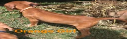 Rhodesian Ridgeback dogs for sale: Pink Girl - Ad 15