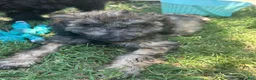 Bordoodle dogs for sale: Roxy - Ad 6