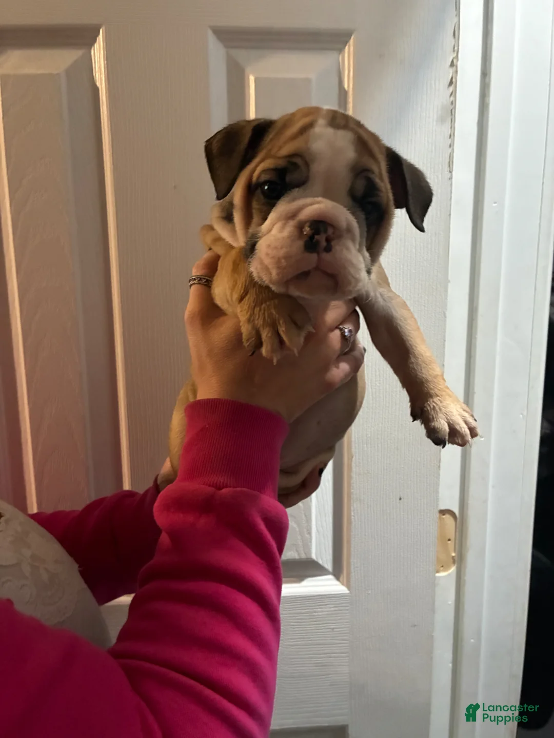 Mixed Breed dogs for sale: Bulldog Breed Puppy 4 - Ad 3
