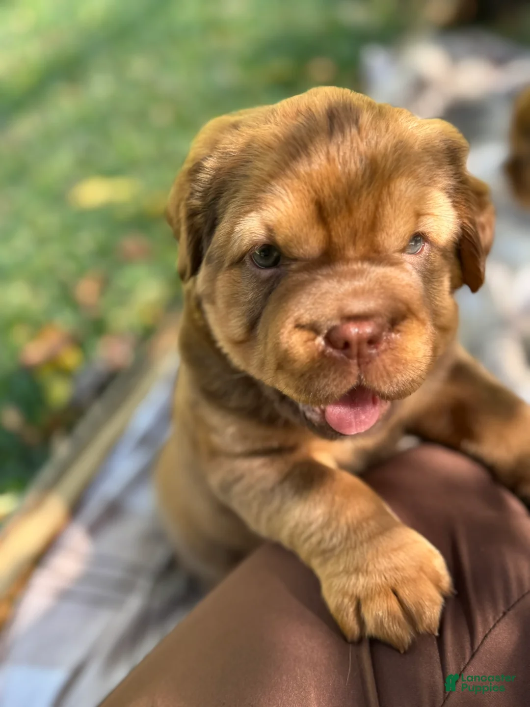 Mini Hippo dogs for sale: Mini Hippo - Amaretto  - Ad 1