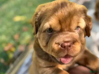 Mini Hippo dogs Mini Hippo - Amaretto - Ad 5