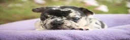 French Bulldog dogs for sale: Bella French Bulldog  - Ad 3