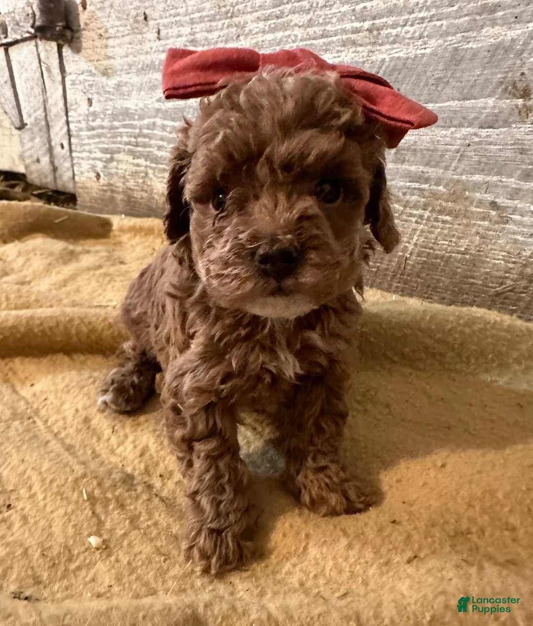 Toy Poodle dogs for sale: Tiny Teena  - Ad 1