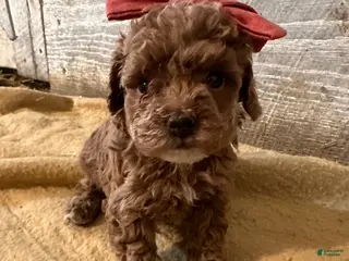 Toy Poodle dogs Tiny Teena - Ad 9