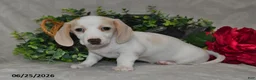 Dachshund dogs for sale: Erika - Ad 2