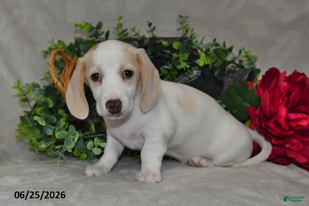 Dachshund dogs for sale: Erika - Ad 2