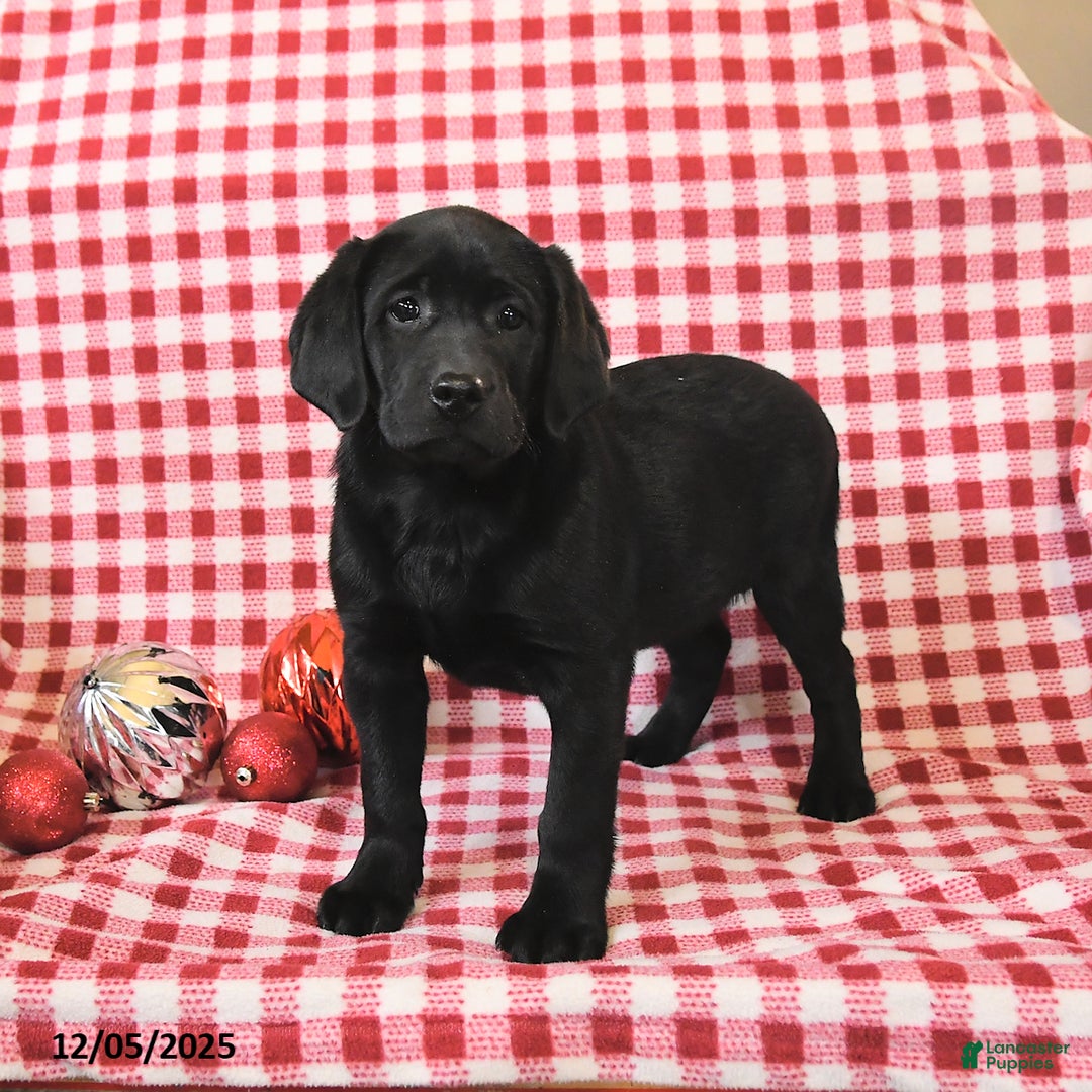 Labrador Retriever dogs for sale: Mandy - Ad 3