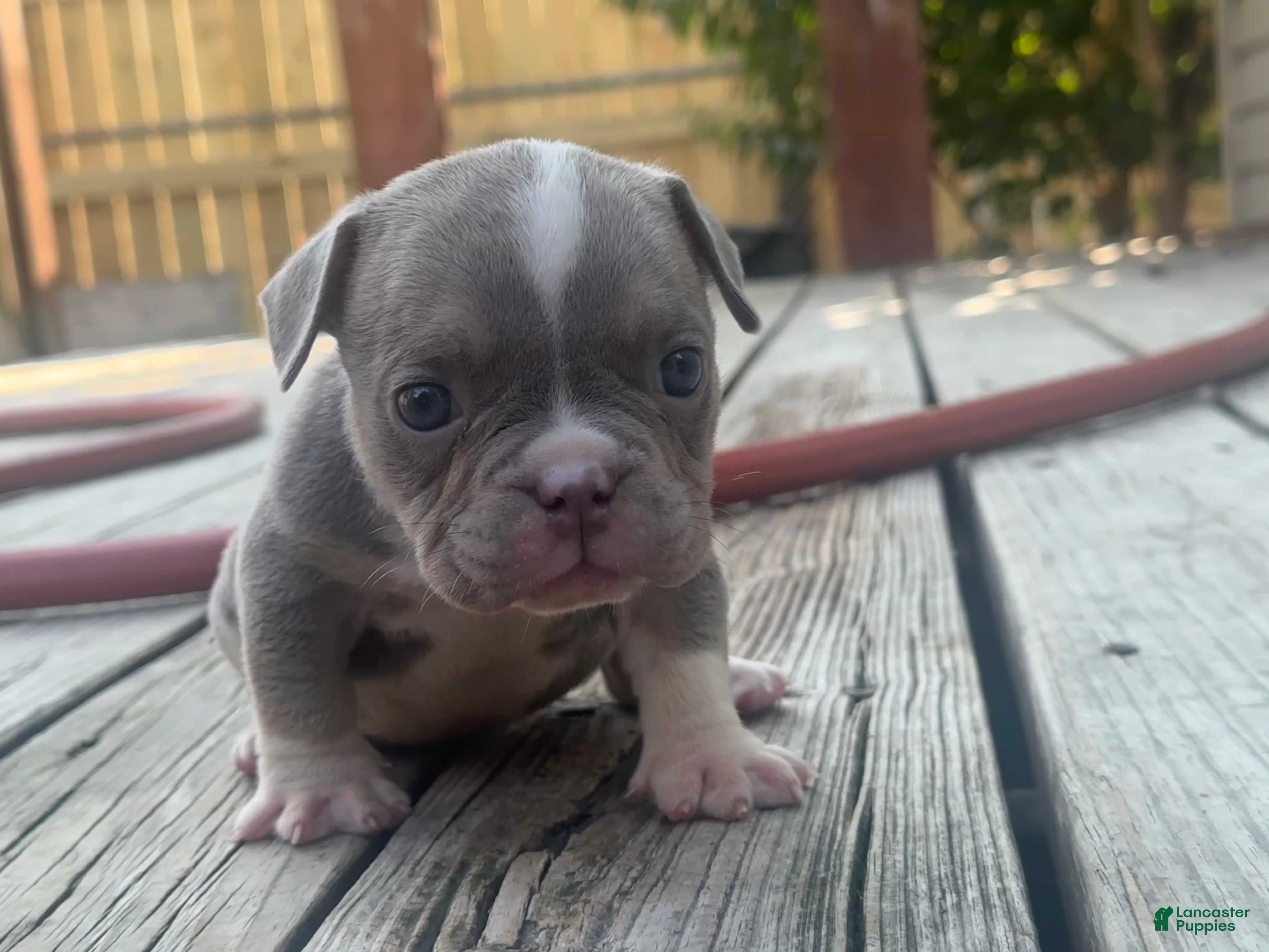 American Bully dogs Katana  - Ad 2