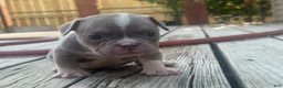 American Bully dogs for sale: Katana  - Ad 2
