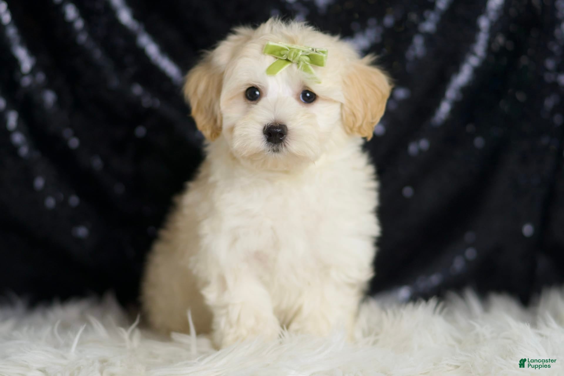 Maltipoo dogs Tundra - Ad 2