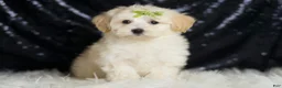Maltipoo dogs for sale: Tundra - Ad 2