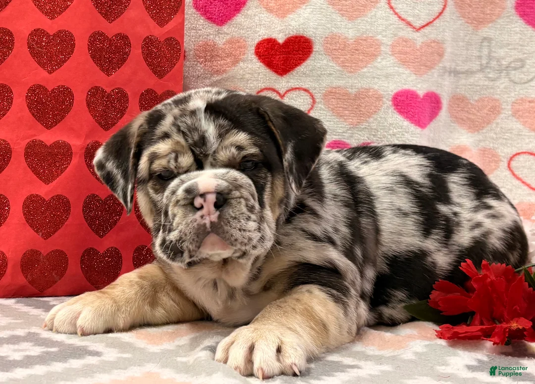 English Bulldog dogs for sale: Shane - Ad 5