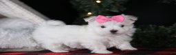 Maltese dogs for sale: ABBEY - Ad 3