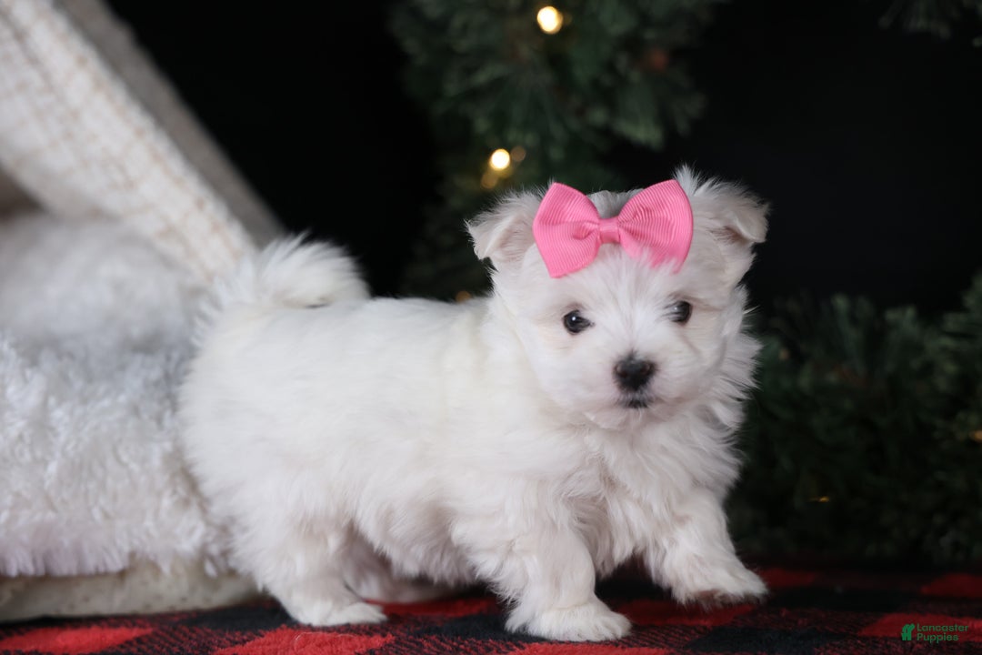 Maltese dogs for sale: ABBEY - Ad 3