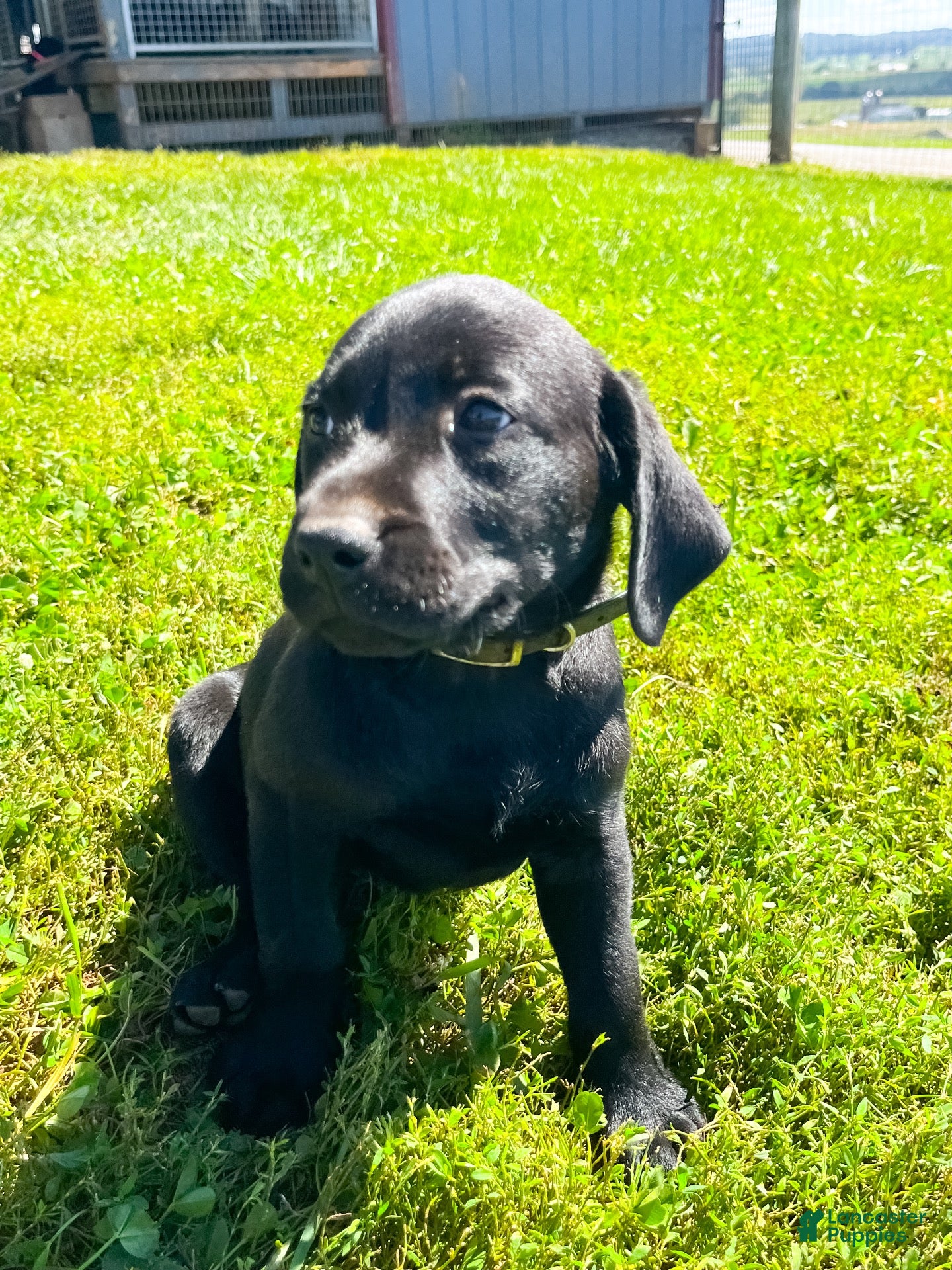 Labrador Retriever dogs Charlotte - Ad 1