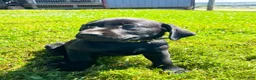 Labrador Retriever dogs for sale: Charlotte - Ad 1