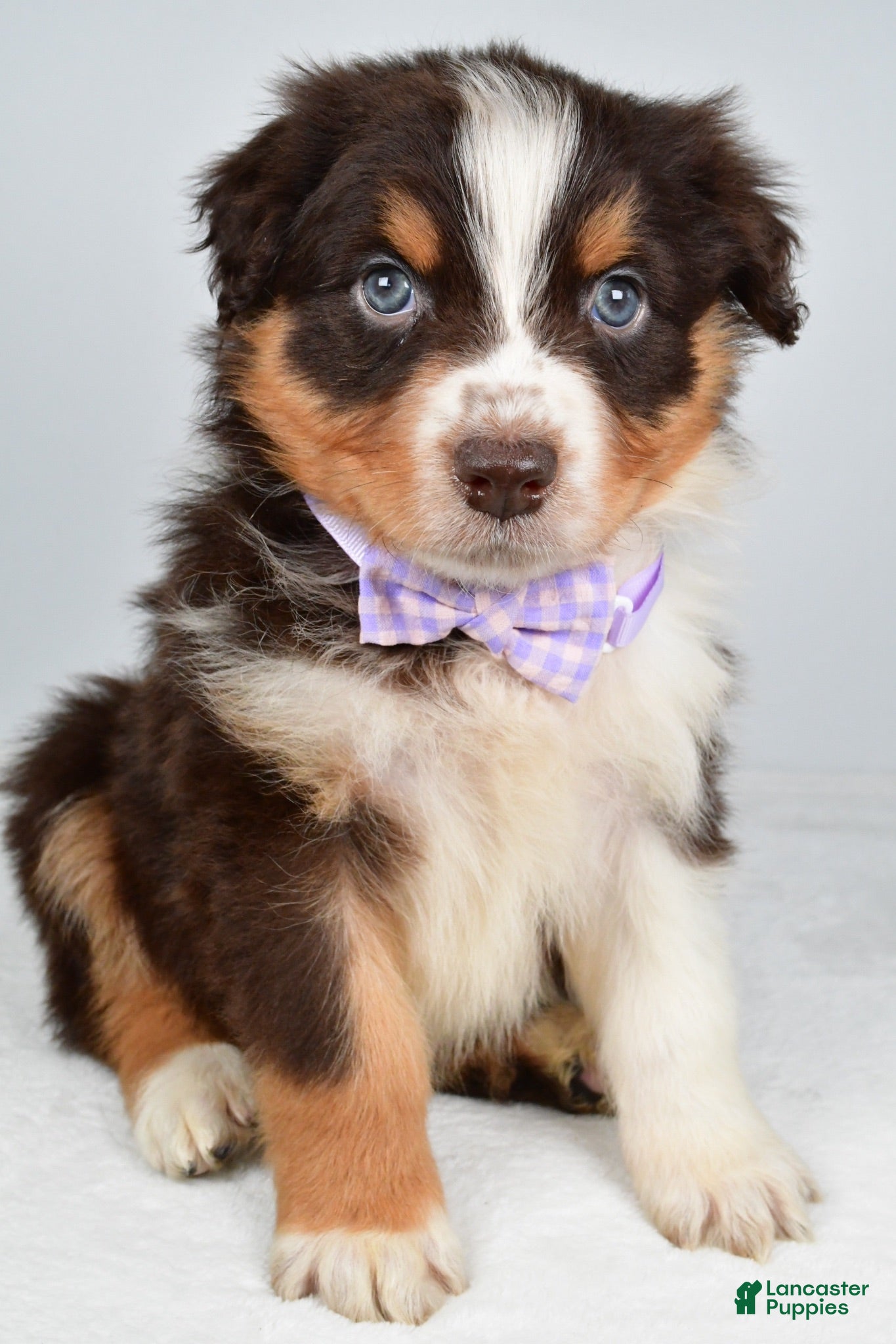 Australian Shepherd dogs Balia  - Ad 1