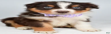 Balia 