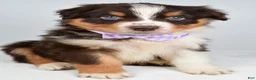 Australian Shepherd dogs for sale: Balia  - Ad 1