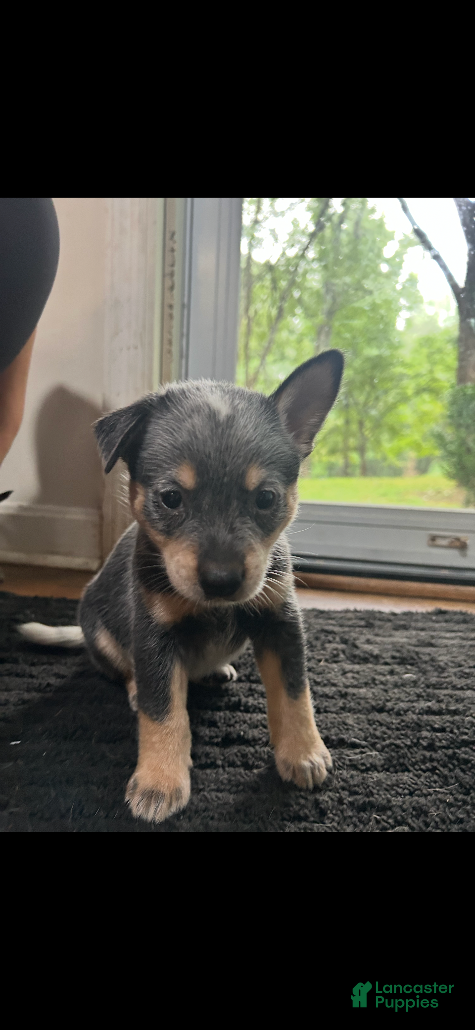 Australian Cattle Dog dogs Australian Cattle Dog 4 - Ad 34