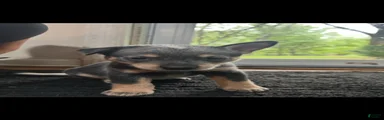 Australian Cattle Dog 4