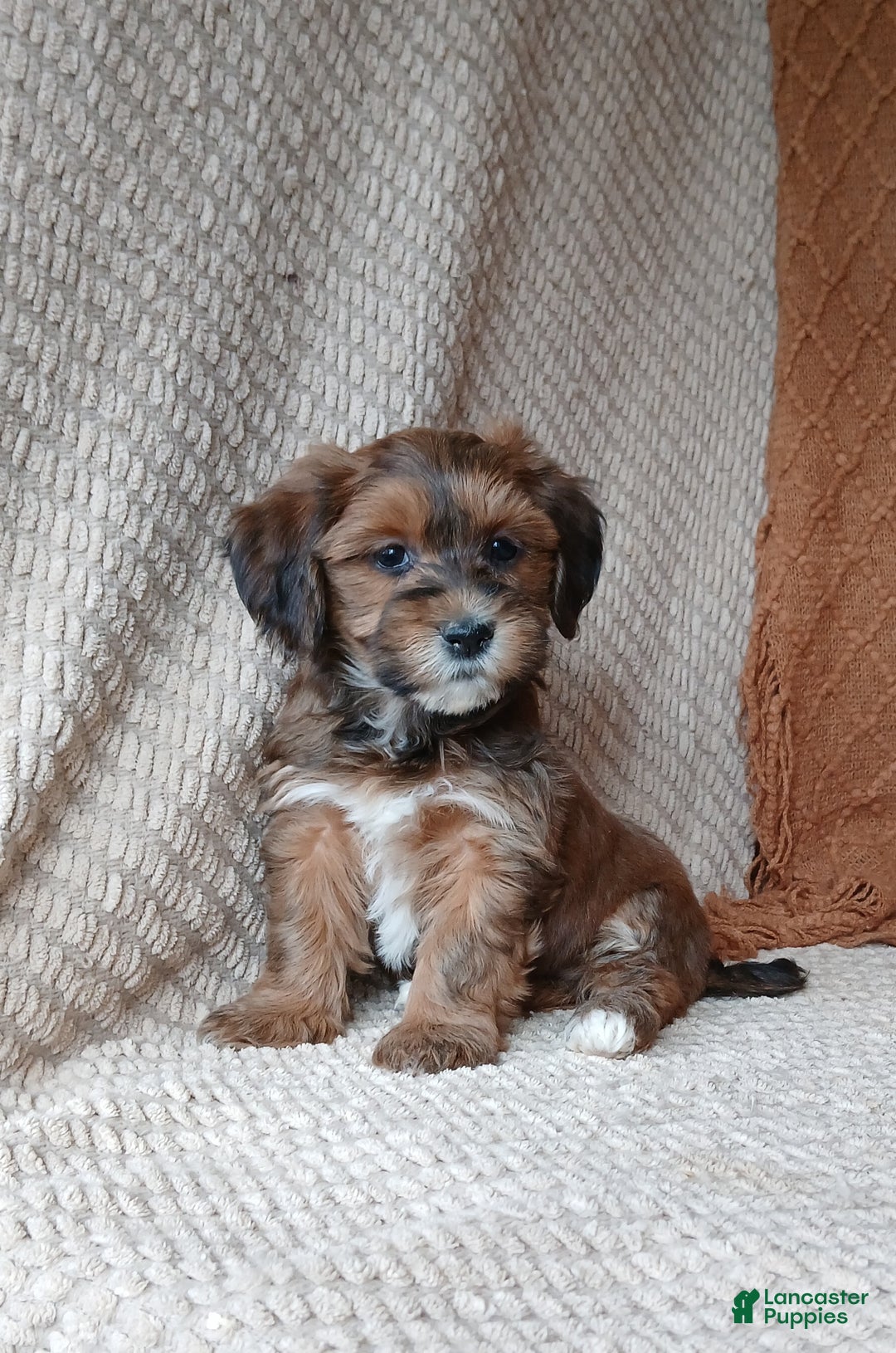 Havanese dogs for sale: Autumn  - Ad 5