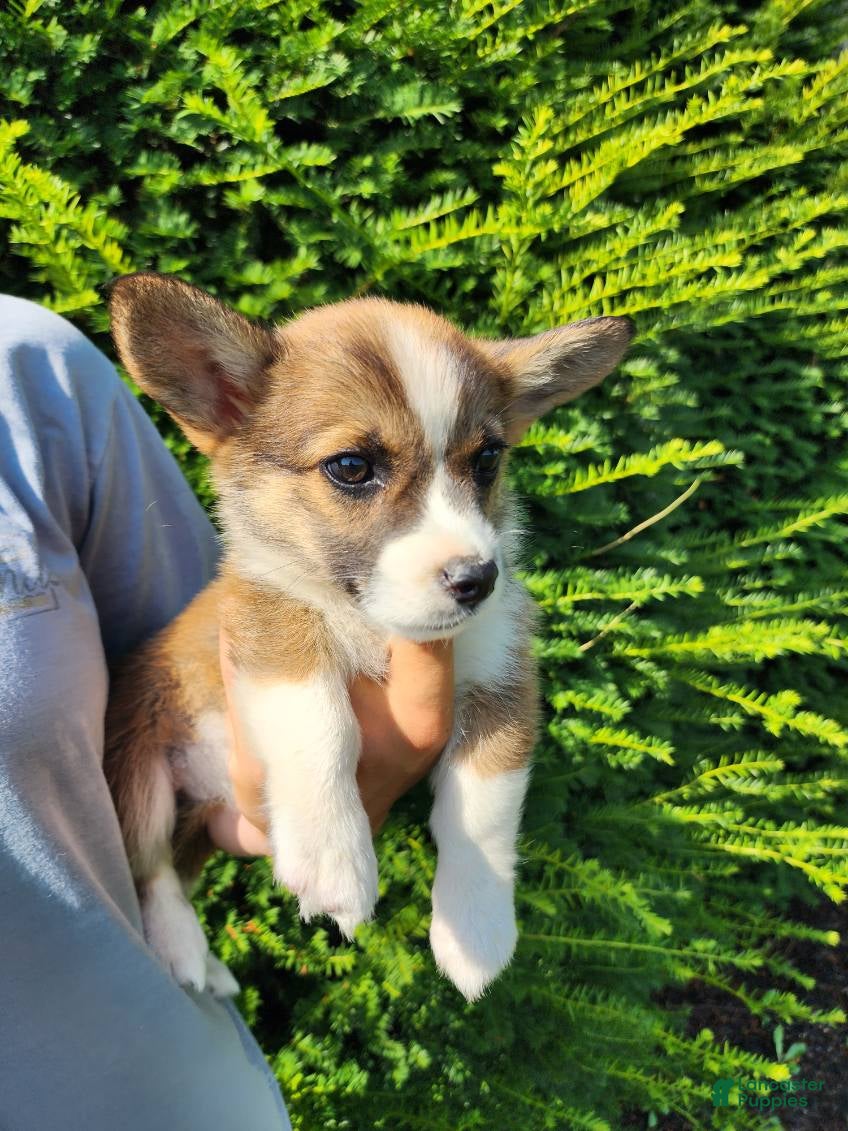 Welsh Corgi Pembroke dogs Fern - Ad 1