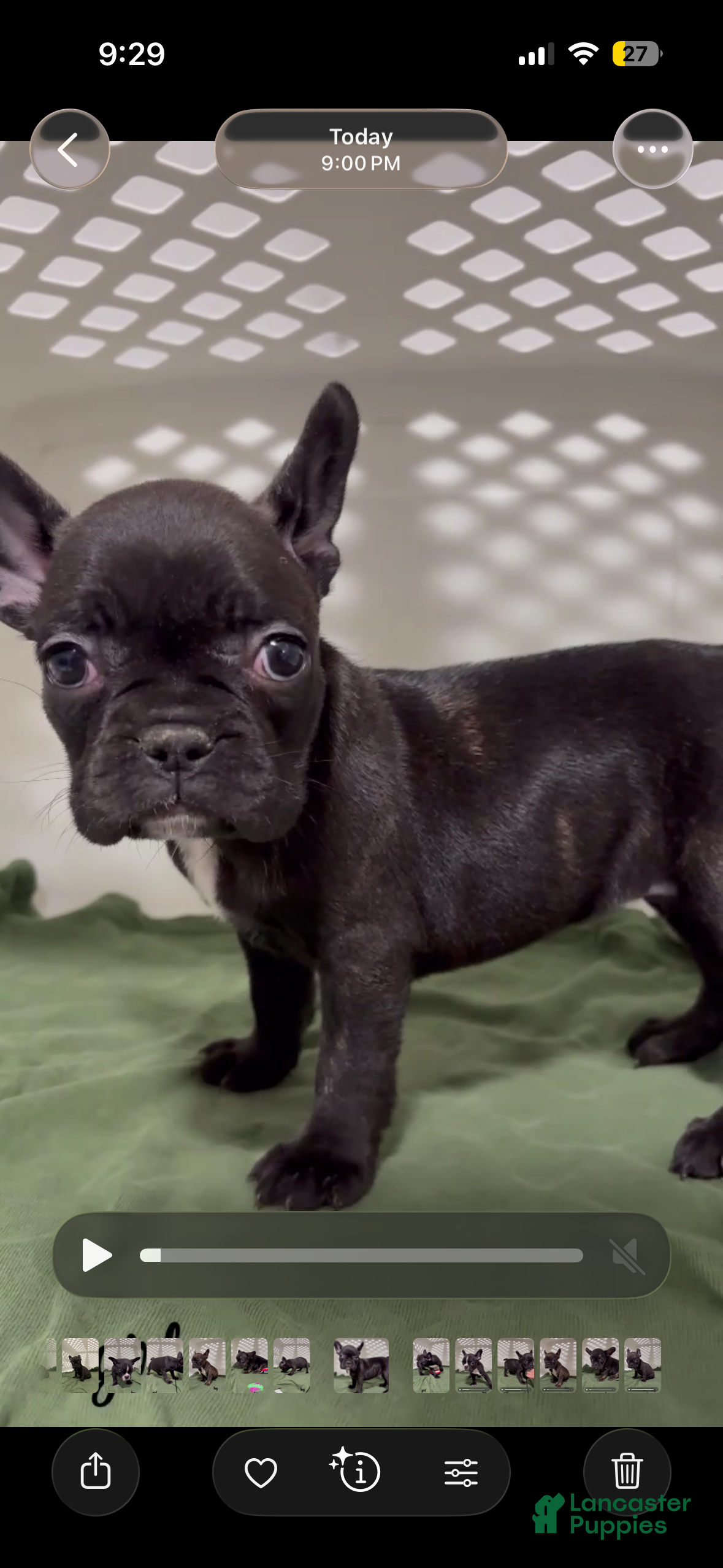 French Bulldog dogs French Bulldog Puppy 5 - Ad 26