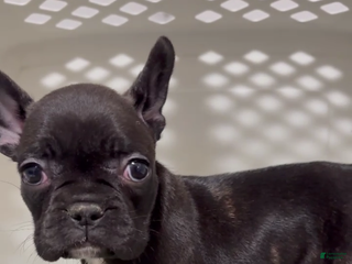 French Bulldog dogs French Bulldog Puppy 5 - Ad 26