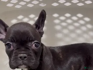 French Bulldog dogs French Bulldog Puppy 5 - Ad 4