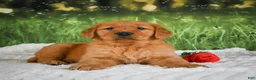 Golden Retriever dogs for sale: Jack - Ad 1
